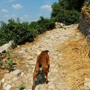 Climb Henri!