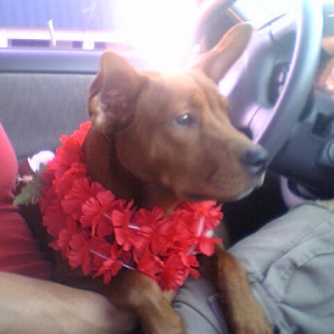 Aloha Roxy