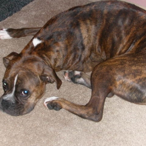 laying at my feet