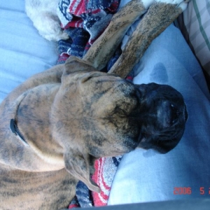Tired Puppy