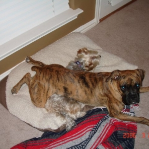 Wrestle mania!