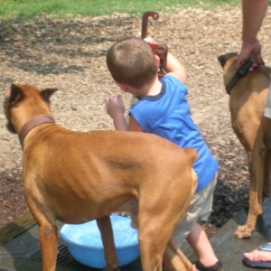 Atlanta_boxer_bash_2