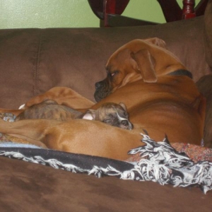 Bailey LOVES her big brother!
