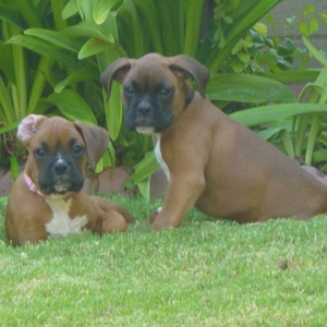 Little Angels