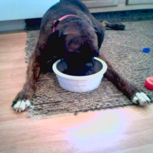 My new bowl is to much....