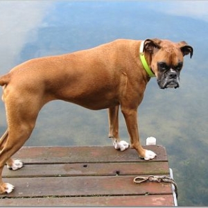 Nestle on Pier