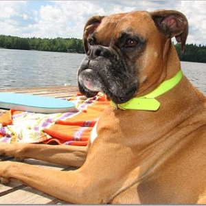 Nestle Sunbathing