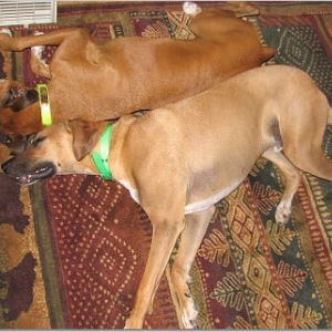 Sleepy Pups