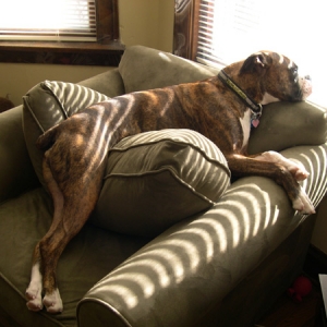 Lulu sleeping on her chair