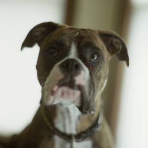 Lulu