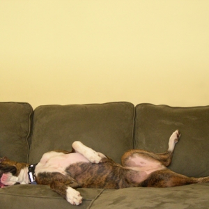Lulu sleeping on the couch