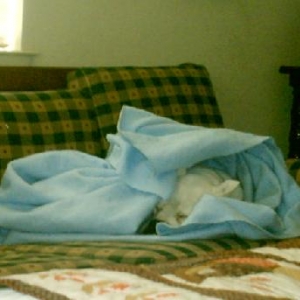 Jax and his Blankie