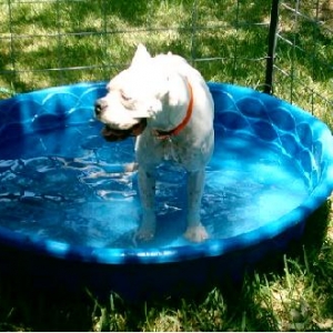 Jaxes Pool