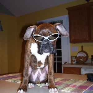 Bad to the Bone