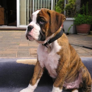Biff 9 weeks