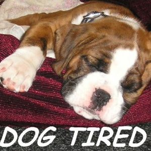 Dog Tired
