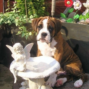 Wee Poser