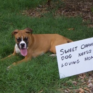 Rowdy wants a new home?
