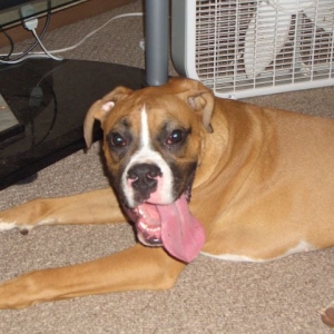 Mega Tongue