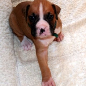 Rowdy 4 wks