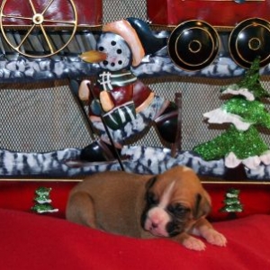 Rowdy 2 wks
