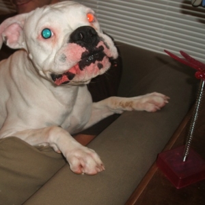 Charlie...my little rescue girl being silly:)