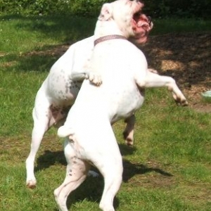 My boys playing rough...as usual!