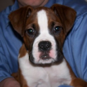 Brutus at around 3 Months