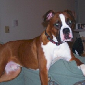 Brutus on Couch