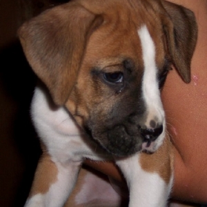 Denver 6 Wks.