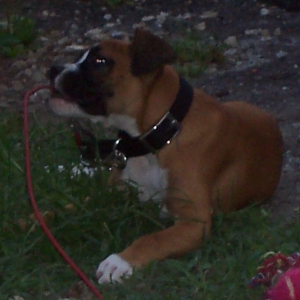 Bruno_10