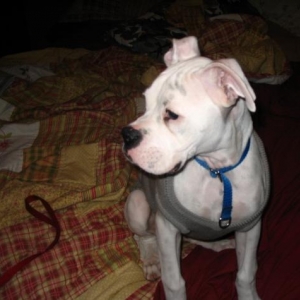 Big Boy