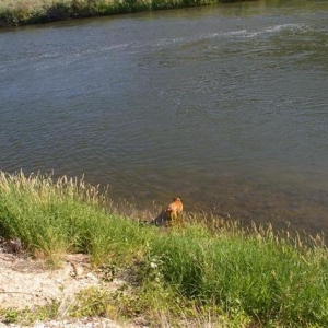 Siren vs. the Salmon River
