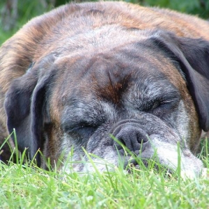 Sleeping Sophie