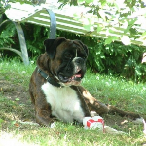 Dino and Toy