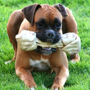 Odie and his new bone