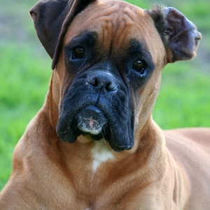Odie
