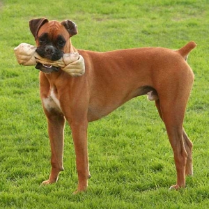 Odie at 9 months old