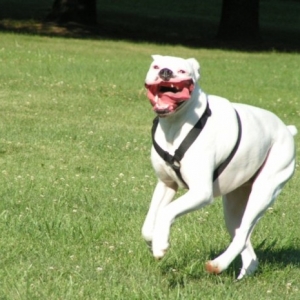 Tyson showing his pearly whites