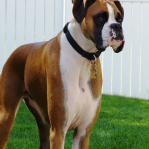 Cora_5_weeks_048x2