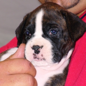 Our new baby girl 5 wks old!