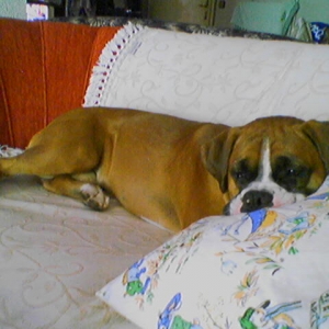 pillow