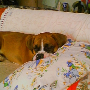 pillow2