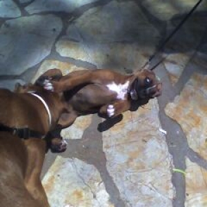 fem baby boxer