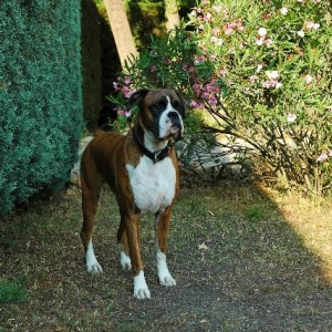 Henri