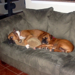 cuddles