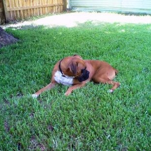 Rebel 19 mos old