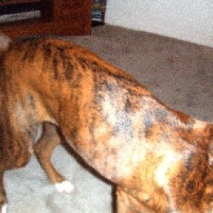 Brindle Stripes