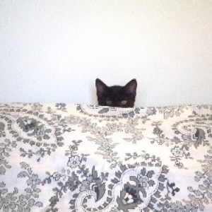 Onyx hiding out
