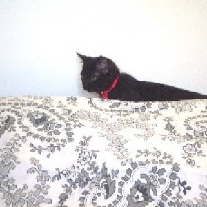Onyx stalking Kaybie